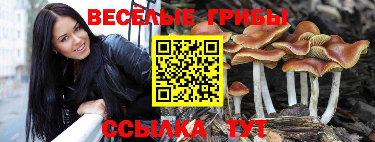 что такое   Вход с VPN  Котельники  Псилоцибиновые грибы прущие грибы  Галлюциногенные грибы Cubensis 